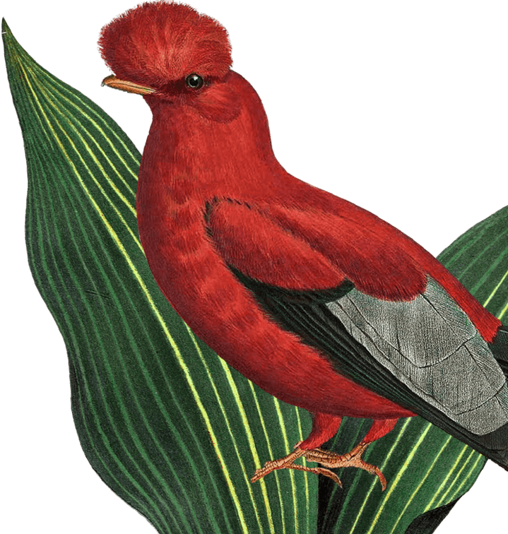 Illustration of a bird related to the aromatic flavor