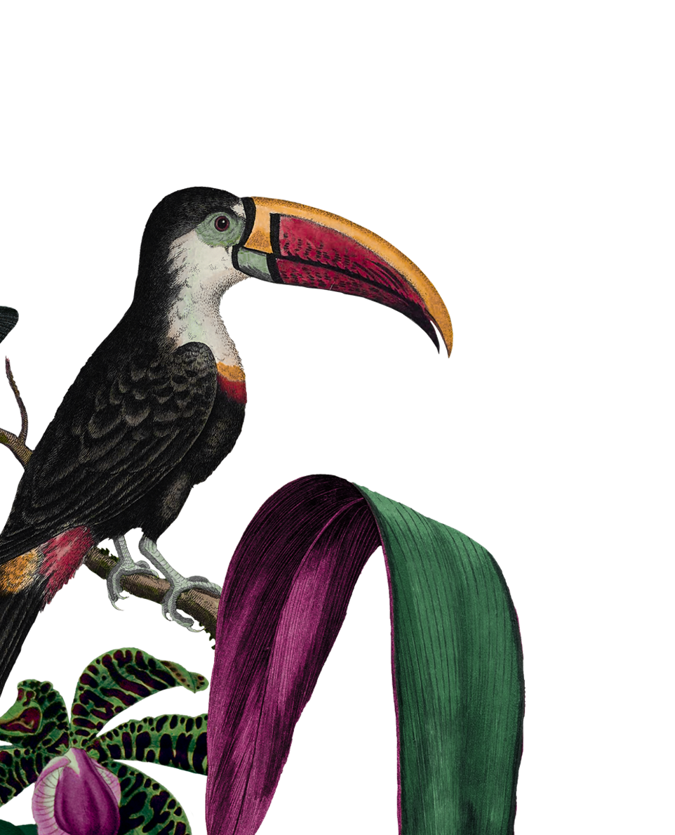 Illustration of a bird related to the wild flavor